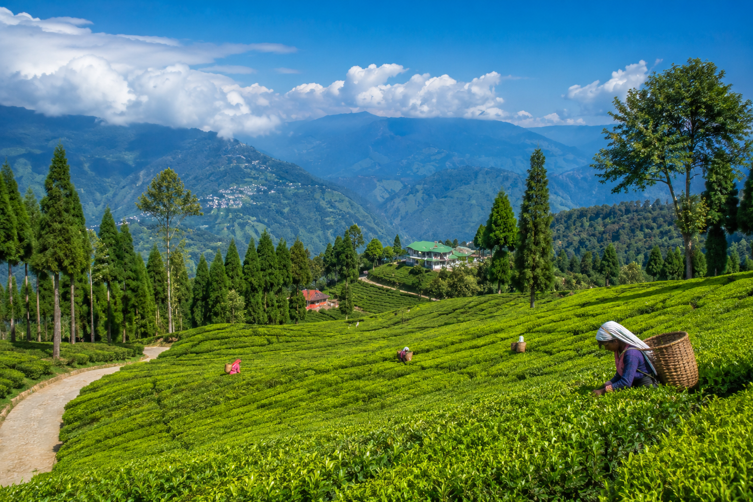 Tea Gardens